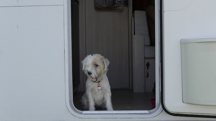 Ein Hund schaut aus einem Wohnmobil auf einem hundefreundlichen Campingplatz