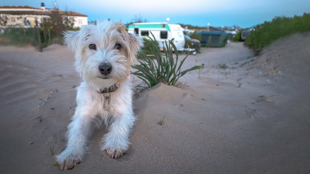 Ein Hund im Sand auf einem hundefreundlichen Campingplatz
