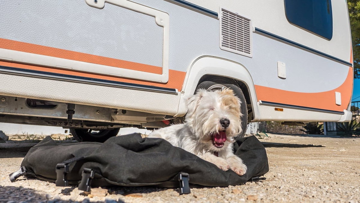 Hund vor einem Wohnwagen auf einem hundefreundlichen Campingplatz