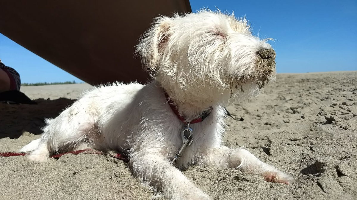 Ein Hund fuehlt sich sichtlich wohl auf einem hundefreundlichen Campingplatz