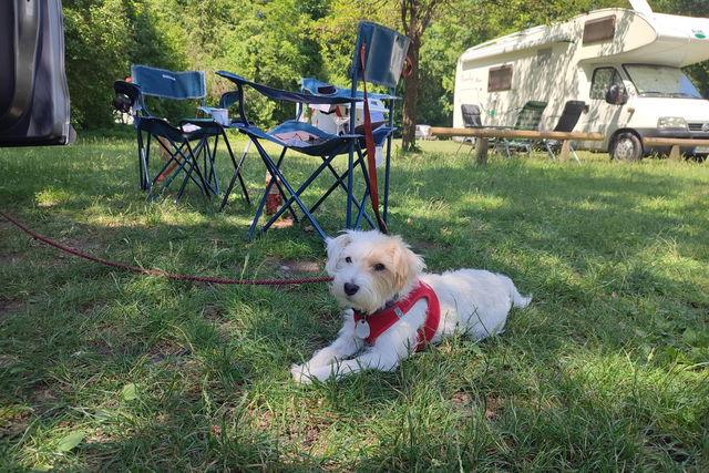 Camping z psem: To 3 najbardziej przyjazne psom kampingi w Niemczech